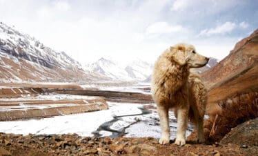 Winter Spiti Road Trip