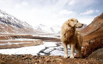 Winter Spiti Road Trip